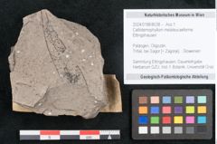 Foto (Objekt + Etikett) von Callistemophyllum melaleucaeforme Ettingshausen (NHMW-GEO-2024-0188-8038)